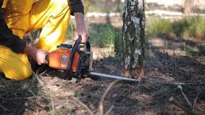 How Our Tree Care Process Works  in  Lagunitas Forest Knolls, CA